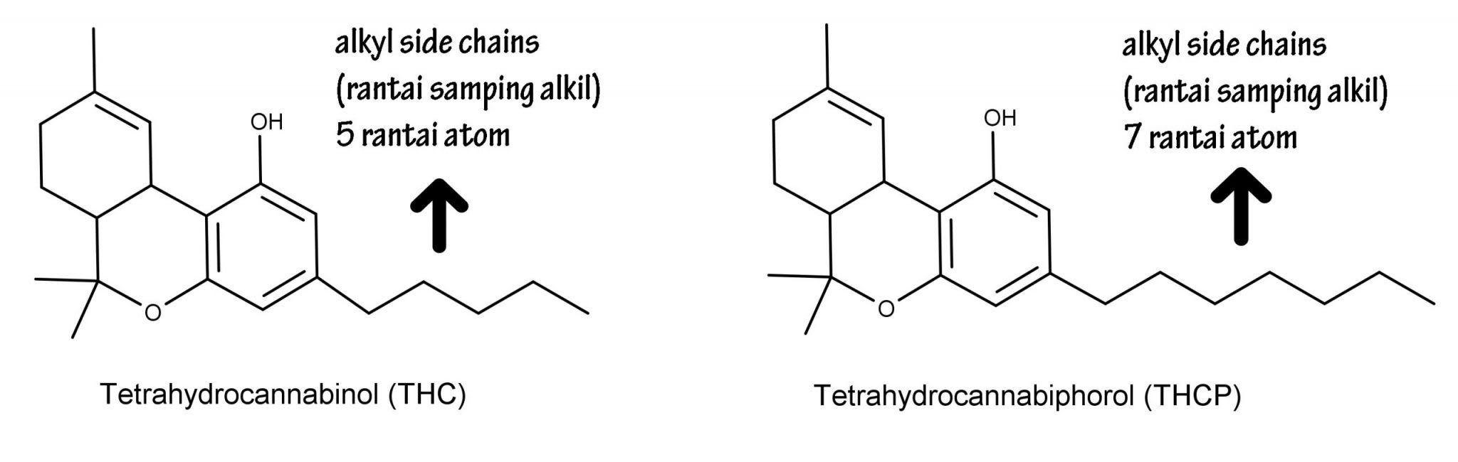 senyawa tetrahydrocannabiphorol yang lebih kuat dari THC